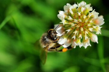 Biene an blühenden Klee potenziell bedroht durch das Bienensterben