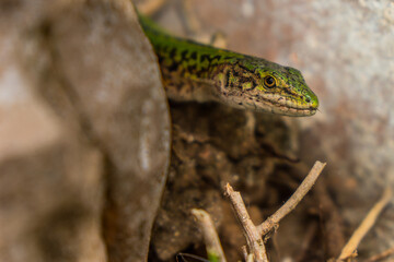 italy alberobello white town trulli