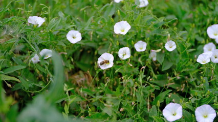 
Flowers in a city park. Background image for web design.