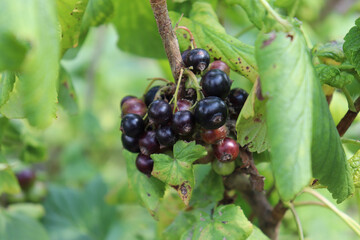 Black currant