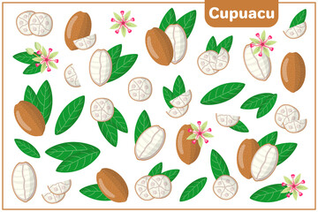 Set of vector cartoon illustrations with Cupuacu exotic fruits, flowers and leaves isolated on white background