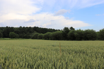 green wheat landscape