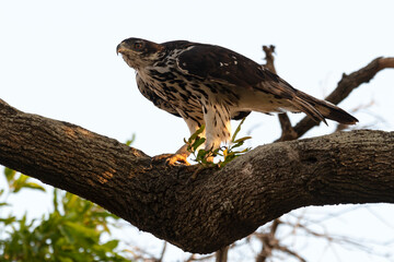 Aigle fascié, Aquila spilogaster,.African Hawk Eagle