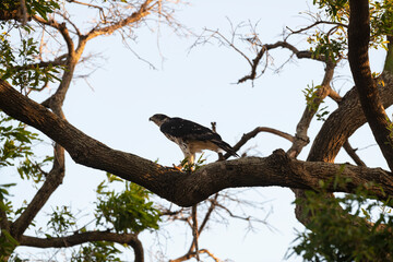 Aigle fascié, Aquila spilogaster,.African Hawk Eagle