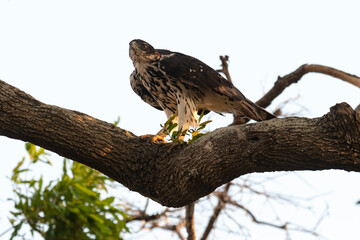 Aigle fascié, Aquila spilogaster,.African Hawk Eagle