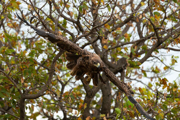 Aigle ravisseur,.Aquila rapax , Tawny Eagle