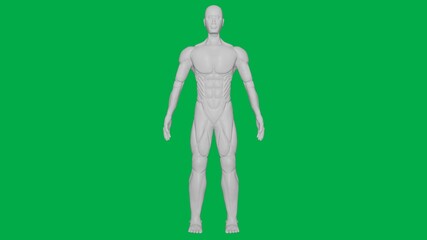 3D Rendered Muscular anatomical Human/AI Mannequin Sculpture model on Green Screen Background (Full body Front view)