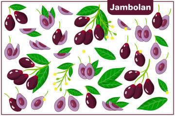 Set of vector cartoon illustrations with Jambolan exotic fruits, flowers and leaves isolated on white background