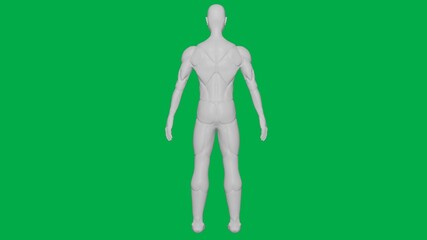 3D Rendered Muscular anatomical Human/AI Mannequin Sculpture model on Green Screen Background (Full body Back view)