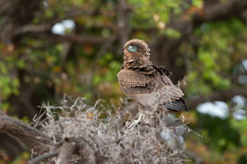 Bateleur des savanes, Aigle bateleur,  Terathopius ecaudatus, Bateleur