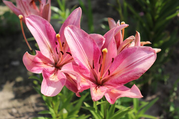 Beautiful pink lilies