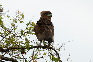 Bateleur des savanes, Aigle bateleur,  Terathopius ecaudatus, Bateleur