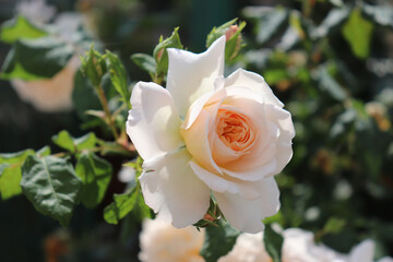 White rose