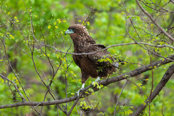 Bateleur des savanes, Aigle bateleur,  Terathopius ecaudatus, Bateleur
