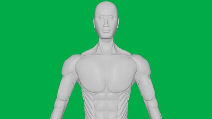 3D Rendered Muscular anatomical Human/AI Mannequin Sculpture model on Green Screen Background (Upper body Front view)