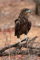 Bateleur des savanes, Aigle bateleur,  Terathopius ecaudatus, Bateleur