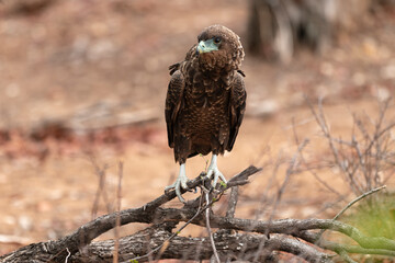 Bateleur des savanes, Aigle bateleur,  Terathopius ecaudatus, Bateleur