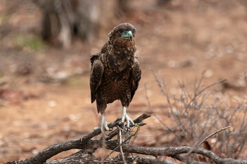 Bateleur des savanes, Aigle bateleur,  Terathopius ecaudatus, Bateleur