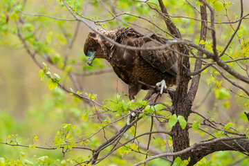 Bateleur des savanes, Aigle bateleur,  Terathopius ecaudatus, Bateleur