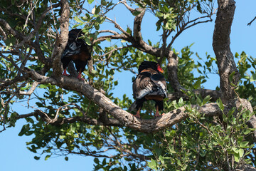 Bateleur des savanes, Aigle bateleur,  Terathopius ecaudatus, Bateleur