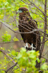 Bateleur des savanes, Aigle bateleur,  Terathopius ecaudatus, Bateleur