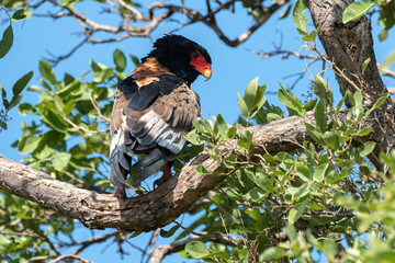 Bateleur des savanes, Aigle bateleur,  Terathopius ecaudatus, Bateleur