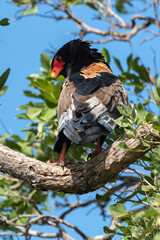 Bateleur des savanes, Aigle bateleur,  Terathopius ecaudatus, Bateleur