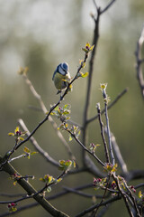 Blue Tit on a twig of an apple looking for food.