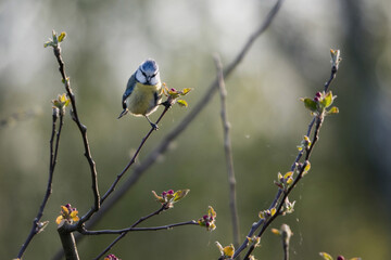Blue Tit on a twig of an apple looking for food.