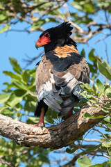 Bateleur des savanes, Aigle bateleur,  Terathopius ecaudatus, Bateleur