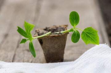 Small plant of cucumber