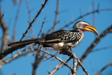 Calao leucomèle,.Tockus leucomelas, Southern Yellow billed Hornbill, Parc national Kruger, Afrique du Sud