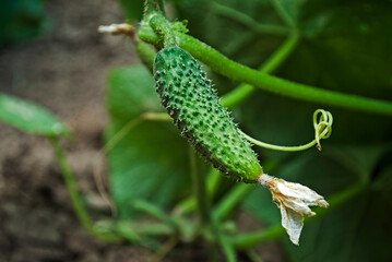Young cucumber in the garden. Homemade crop