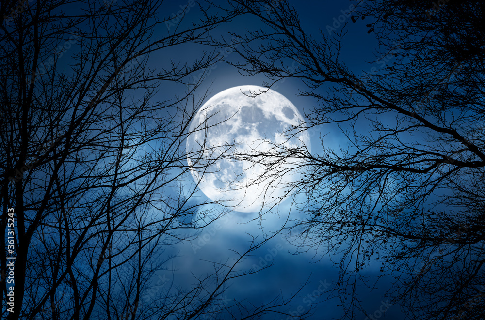 Wall mural the silhouette of a spooky bare branch halloween tree against a winter blue night sky with a glowing