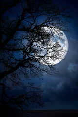The silhouette of a spooky bare branch halloween tree against a winter blue night sky with a...