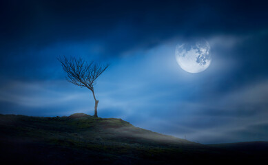 A halloween spooky lone bare branch tree in an isolated moors landscape at night with a full moon...