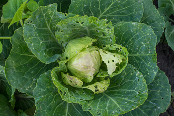 Cabbage eaten insects and pests on an agricultural field.