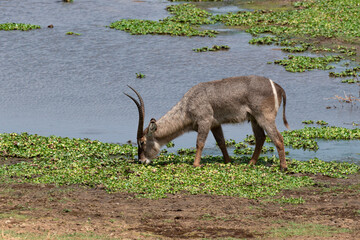 Cobe à croissant , Waterbuck,  Kobus ellipsiprymnus, Parc national du Pilanesberg, Afrique du Sud