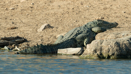 Crocodile du Nil, Crocodylus niloticus, Parc national Kruger, Afrique du Sud