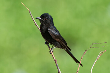Drongo de Ludwig.Dicrurus ludwigii, Common Square tailed Drongo