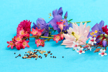 On a blue surface are flower seeds and various garden plants.