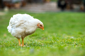 Hen feed on traditional rural barnyard. Close up of chicken standing on barn yard with green grass. Free range poultry farming concept.
