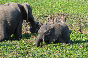 El&eacute;phant d'Afrique, Loxodonta africana, Parc national Kruger, Afrique du Sud