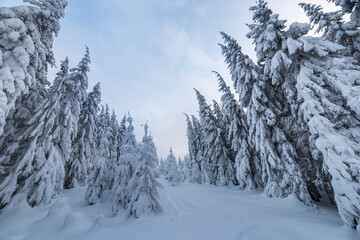 Beautiful winter mountain landscape. Tall spruce trees covered with snow in winter forest and cloudy sky background.