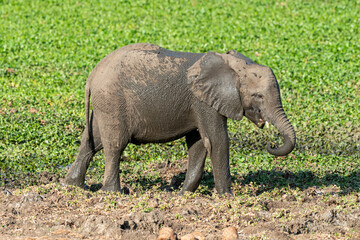 Fototapeta premium Eléphant d'Afrique, Loxodonta africana, Parc national Kruger, Afrique du Sud