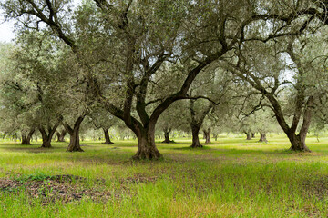 Italy Puglia olive tree plantation