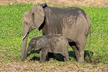 Obraz premium Eléphant d'Afrique, Loxodonta africana, Parc national Kruger, Afrique du Sud