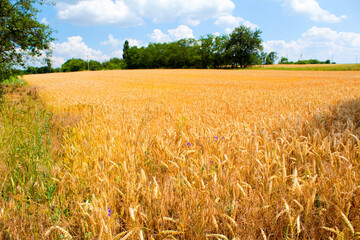 wheat field and blue sky