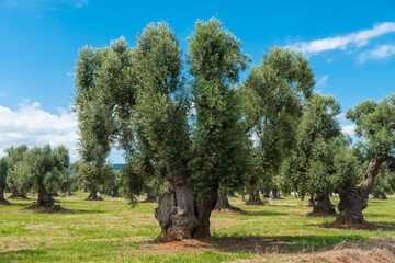 Italy Puglia olive trees