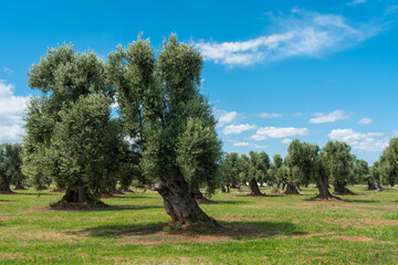 Italy Puglia olive trees